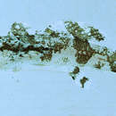 Image of Hasselt&#39;s flap-headed goby