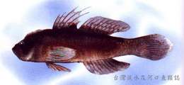 صورة Cristatogobius