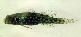 Image de Cryptocentrus nigrocellatus (Yanagisawa 1978)
