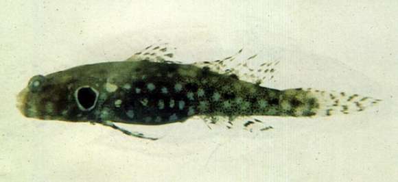 Image of Blackspot shrimpgoby