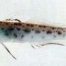 Image of Gold-streaked shrimpgoby