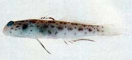 صورة Ctenogobiops