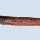 Image of Blind goby