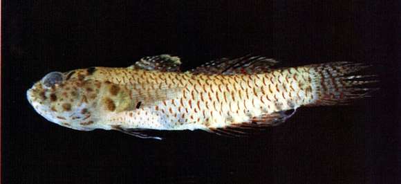 Image of Sand-table dwarfgoby