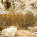 Image of Afele&#39;s dwarfgoby