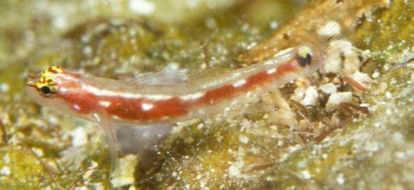 Image of Comet pygmygoby