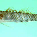 Image of Divine dwarf goby