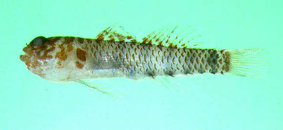 Image of Divine dwarf goby