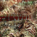 Image of Broad-banded pygmy goby