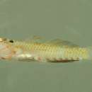 Image of Headspot dwarfgoby