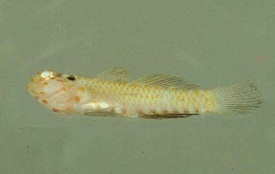 Image of Headspot dwarfgoby