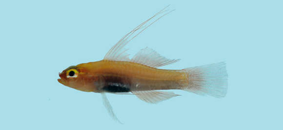 Image of Goby