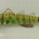 Image of Green bubble goby