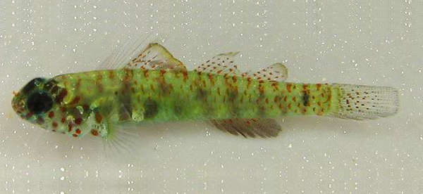 Image of Green bubble goby