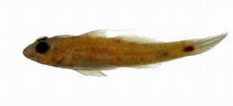 Image of Emerald dwarfgoby