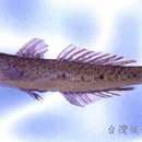 Слика од Favonigobius gymnauchen (Bleeker 1860)