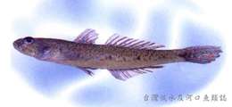 صورة Favonigobius