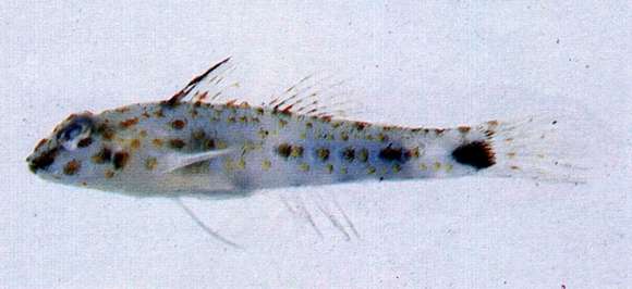 Image of Fusigobius