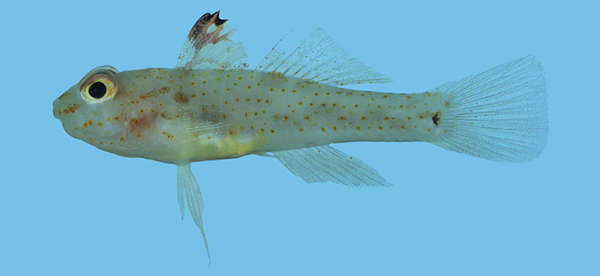 Fusigobius resmi