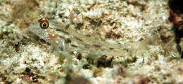 Fusigobius resmi