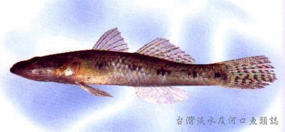 صورة Glossogobius