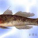 Image of Circumspect goby