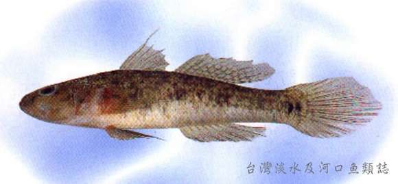 Image of Glossogobius