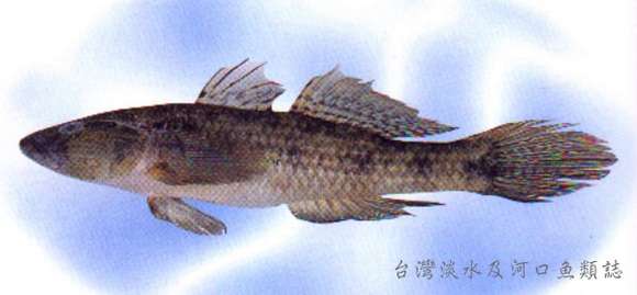 Image of Glossogobius