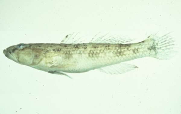 Image of Glossogobius