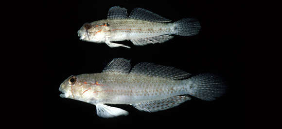 Image de Gnatholepis