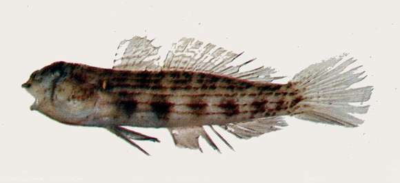 Plancia ëd Gnatholepis