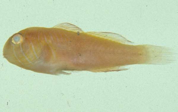 Image of Gobiodon multilineatus Wu 1979