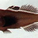 Image of Eyeline coral goby