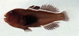 Image of Eyeline coral goby