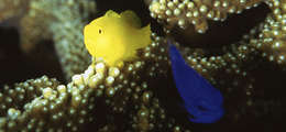 Image of Clown gobies; Coral gobies