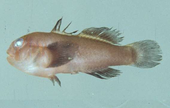 Image of Clown gobies; Coral gobies