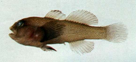 صورة Gobiodon unicolor (Castelnau 1873)