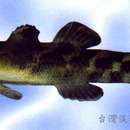 Image of Banded mullet goby