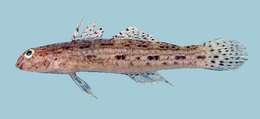 Sivun Istigobius campbelli (Jordan & Snyder 1901) kuva