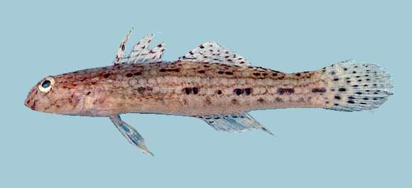 Image of Campbel&#39;s goby