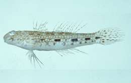 Image of Istigobius nigroocellatus