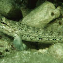 Image of Goldman&#39;s goby