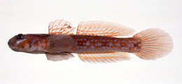 Image of Istigobius hoshinonis (Tanaka 1917)