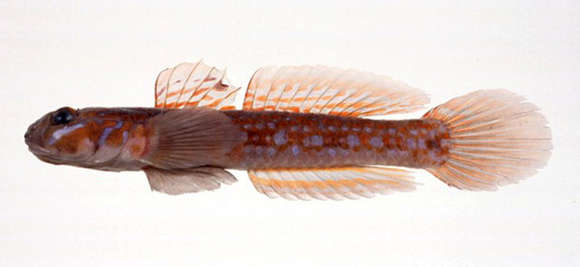 Слика од Istigobius hoshinonis (Tanaka 1917)