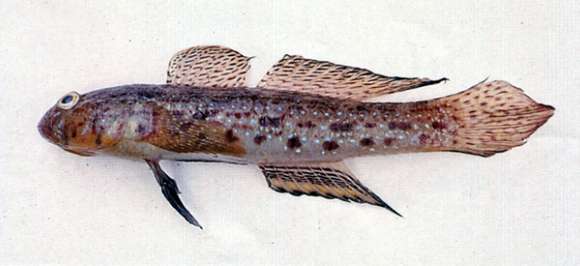 Image of Istigobius nigroocellatus