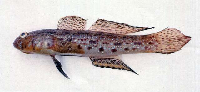 Image de Istigobius