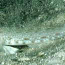 Image of Orangespotted goby