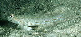 Image of Istigobius nigroocellatus