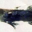 Image of Hovering shrimpgoby