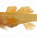 Image of Yellow pygmy-goby